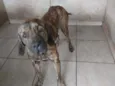 falçao