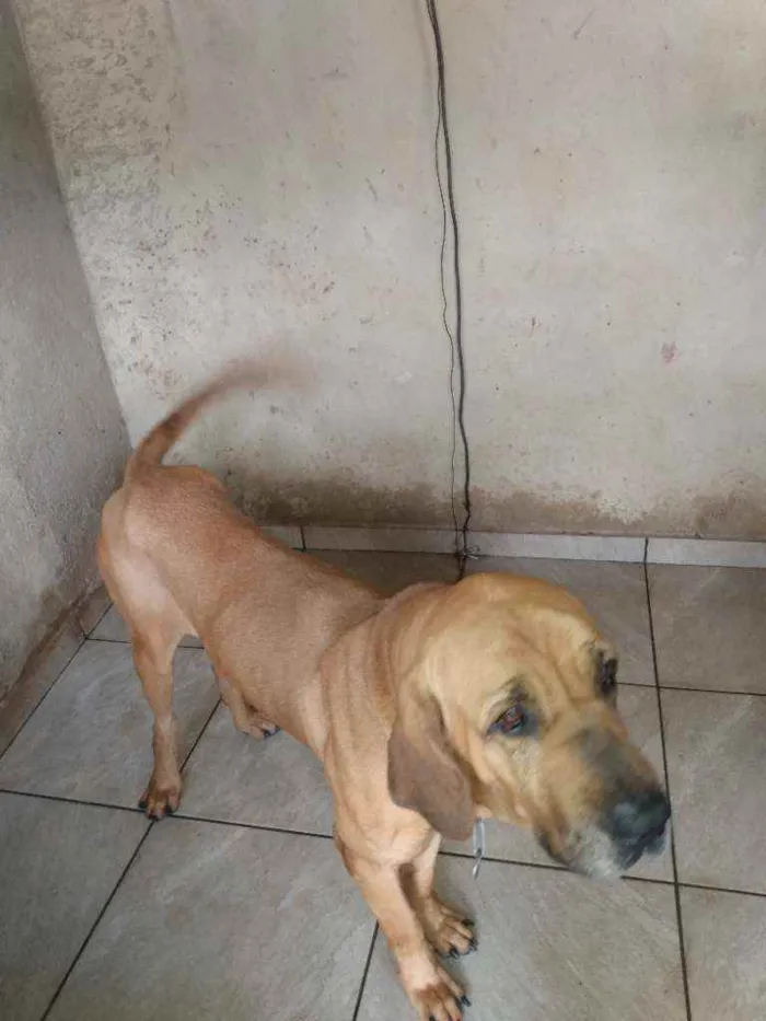 Cachorro ra a fila brasileiro idade 3 anos nome Bethoven