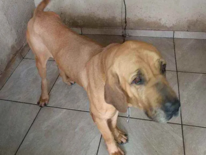 Cachorro ra a fila brasileiro idade 3 anos nome Bethoven