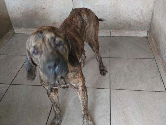 Cachorro ra a fila brasileiro idade 3 anos nome falçao