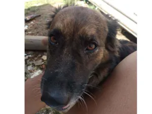 Cachorro raça Não sei idade 4 anos nome Suzi