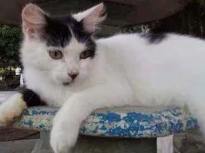 Gato raça Felino idade 7 a 11 meses nome Óscar