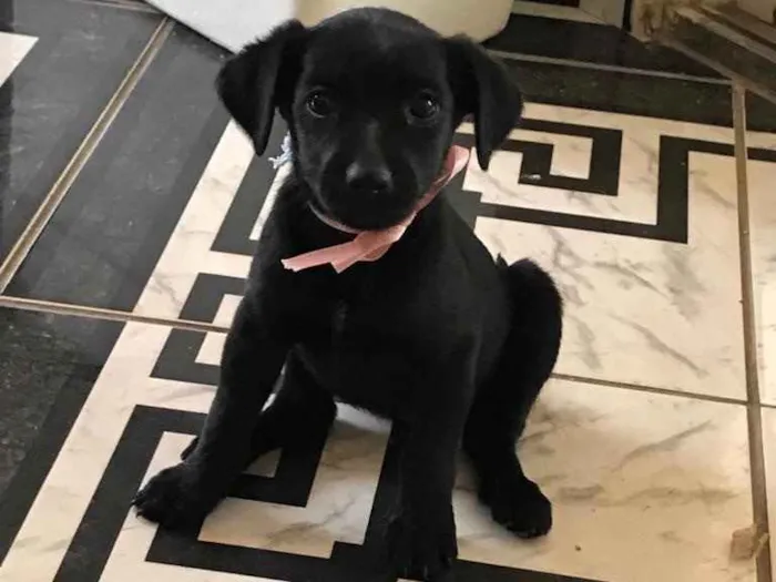 Cachorro ra a N/A idade Abaixo de 2 meses nome N/A
