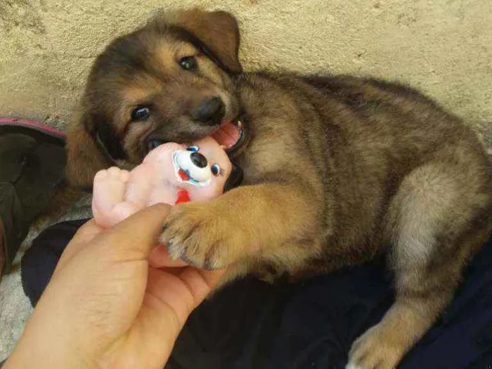 Cachorro ra a Viralata idade 2 a 6 meses nome Paçoca