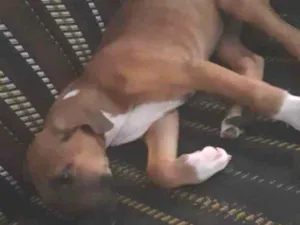 Cachorro raça Misturado idade 2 a 6 meses nome Bidú