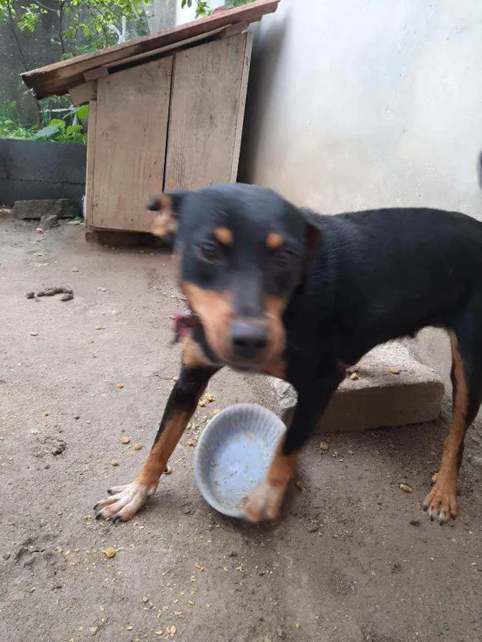 Cachorro ra a Vira lata idade 1 ano nome Pretinha