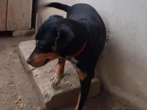 Cachorro raça Vira lata idade 1 ano nome Pretinha