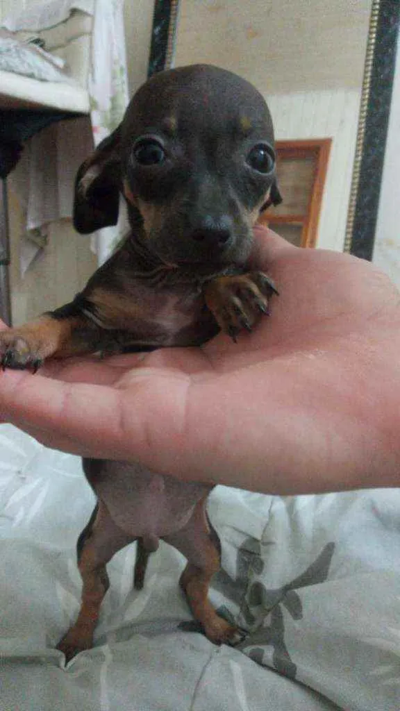 Cachorro ra a SRD idade 2 a 6 meses nome Julius