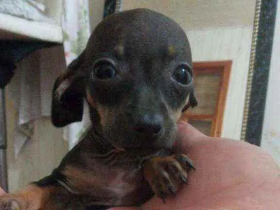 Cachorro ra a SRD idade 2 a 6 meses nome Julius