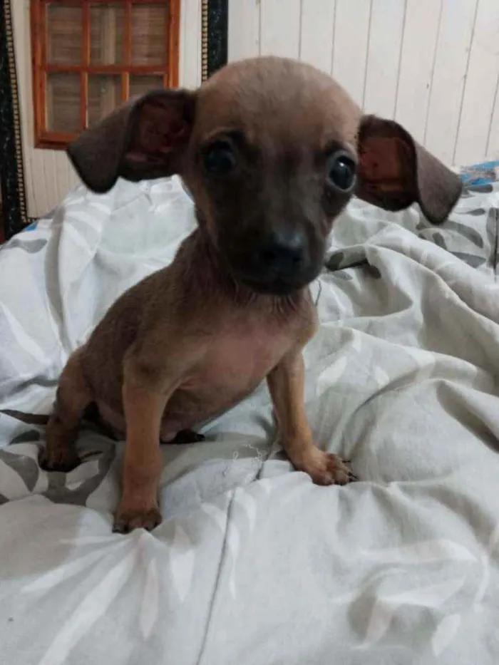 Cachorro ra a SRD idade 2 a 6 meses nome Greg