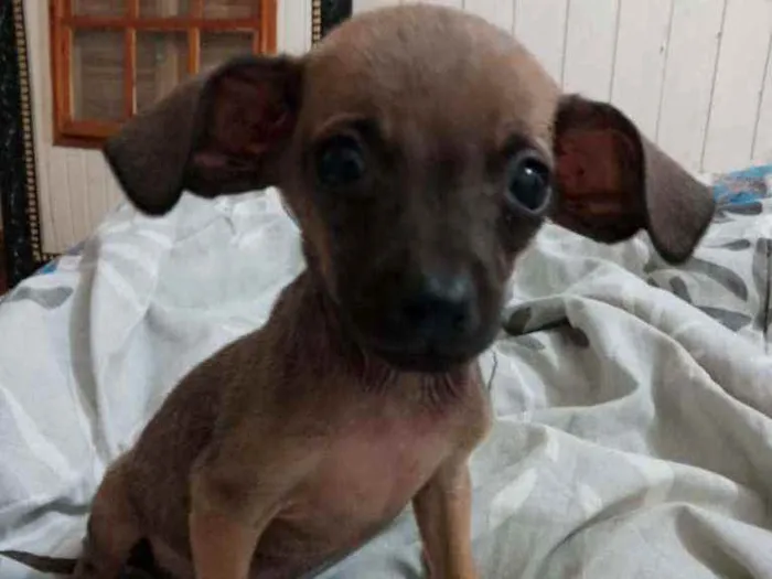 Cachorro ra a SRD idade 2 a 6 meses nome Greg