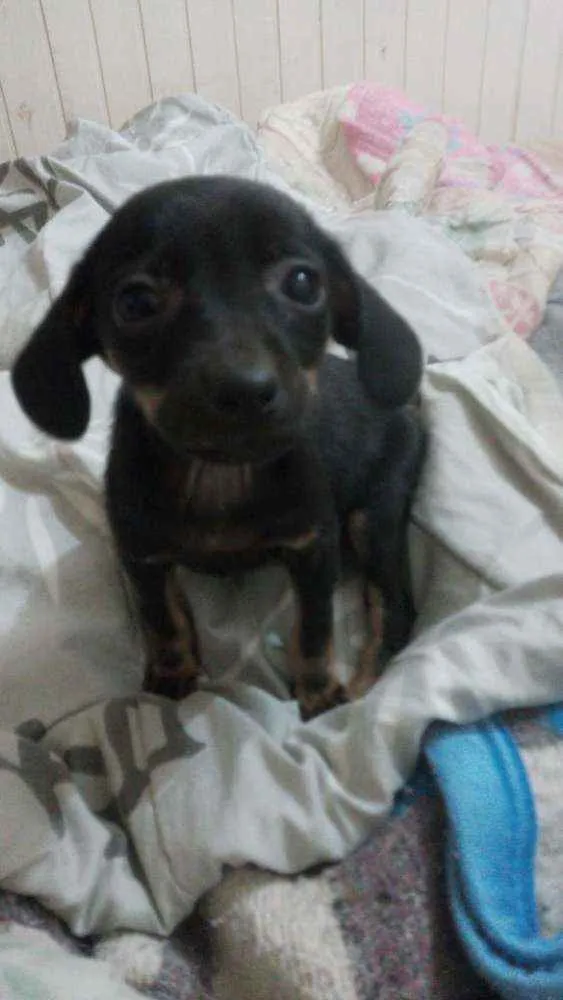 Cachorro ra a SRD idade 2 a 6 meses nome Chris
