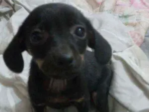 Cachorro raça SRD idade 2 a 6 meses nome Chris