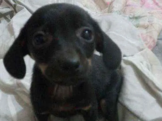 Cachorro ra a SRD idade 2 a 6 meses nome Chris