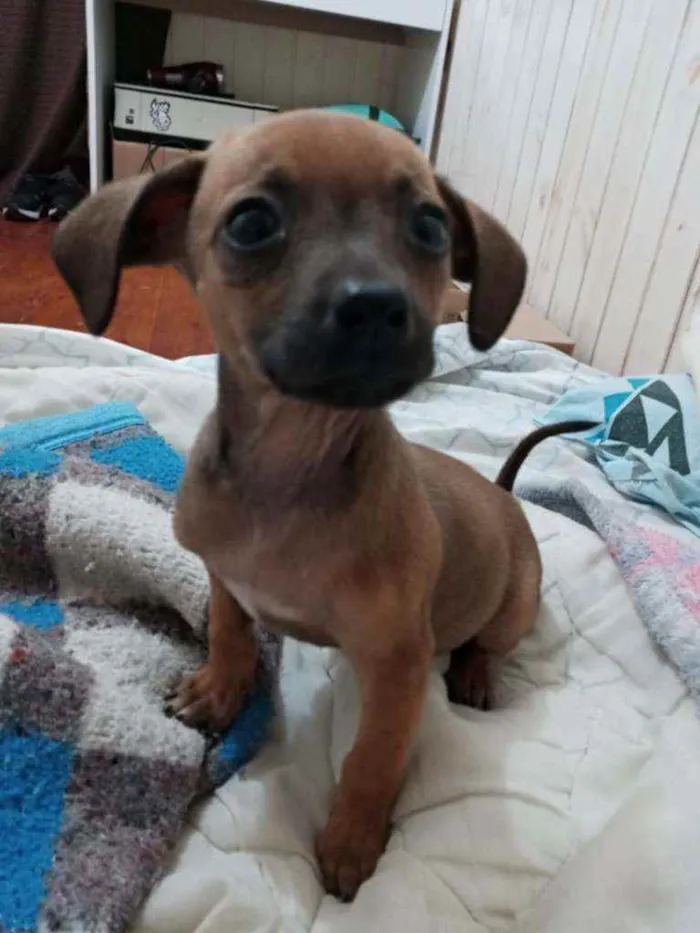 Cachorro ra a SRD idade 2 a 6 meses nome Rochelle