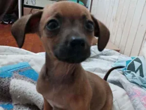 Cachorro raça SRD idade 2 a 6 meses nome Rochelle