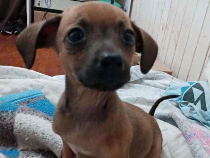 Cachorro ra a SRD idade 2 a 6 meses nome Rochelle