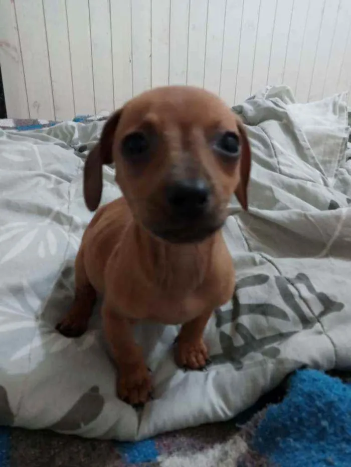 Cachorro ra a SRD idade 2 a 6 meses nome Tonya