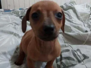 Cachorro raça SRD idade 2 a 6 meses nome Tonya