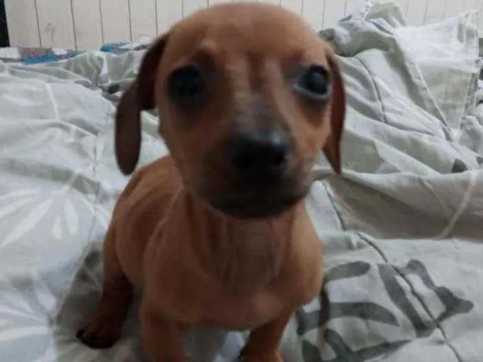 Cachorro ra a SRD idade 2 a 6 meses nome Tonya