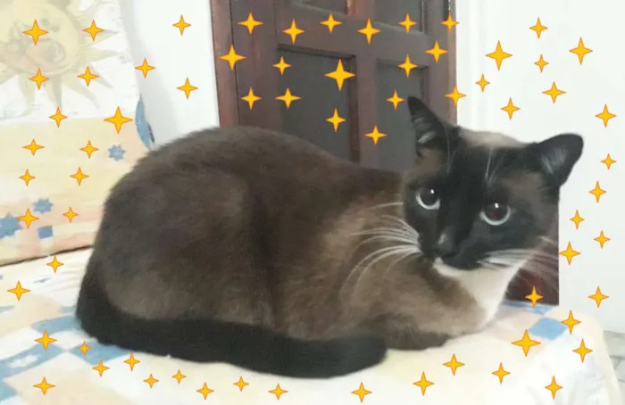 Gato ra a SRD-ViraLata idade 1 ano nome Pituca