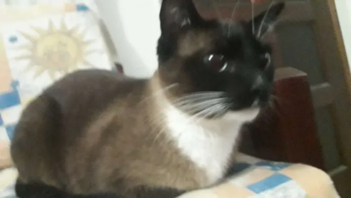 Gato ra a SRD-ViraLata idade 1 ano nome Pituca