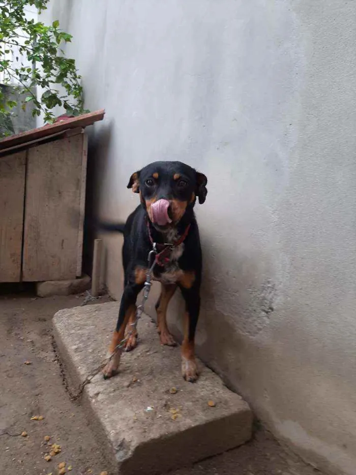 Cachorro ra a Vira lata idade 1 ano nome Pretinha