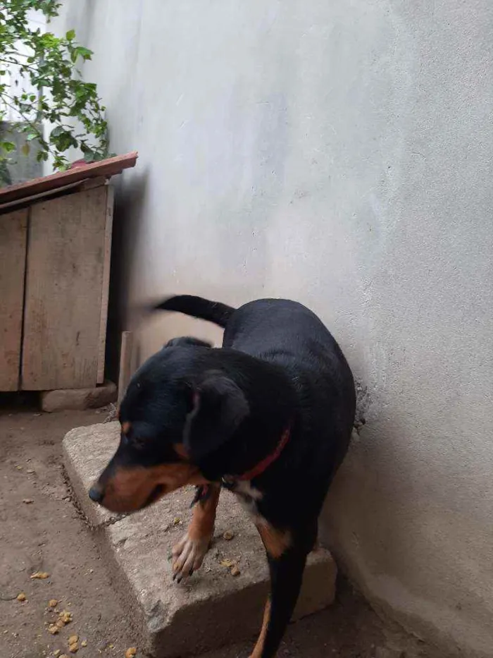 Cachorro ra a Vira lata idade 1 ano nome Pretinha