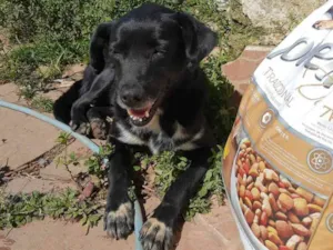 Cachorro raça SRD idade 3 anos nome Joana