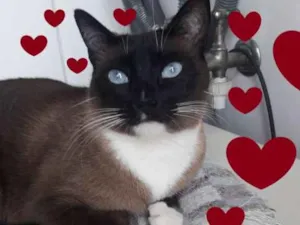 Gato raça SRD-ViraLata idade 1 ano nome Pituca