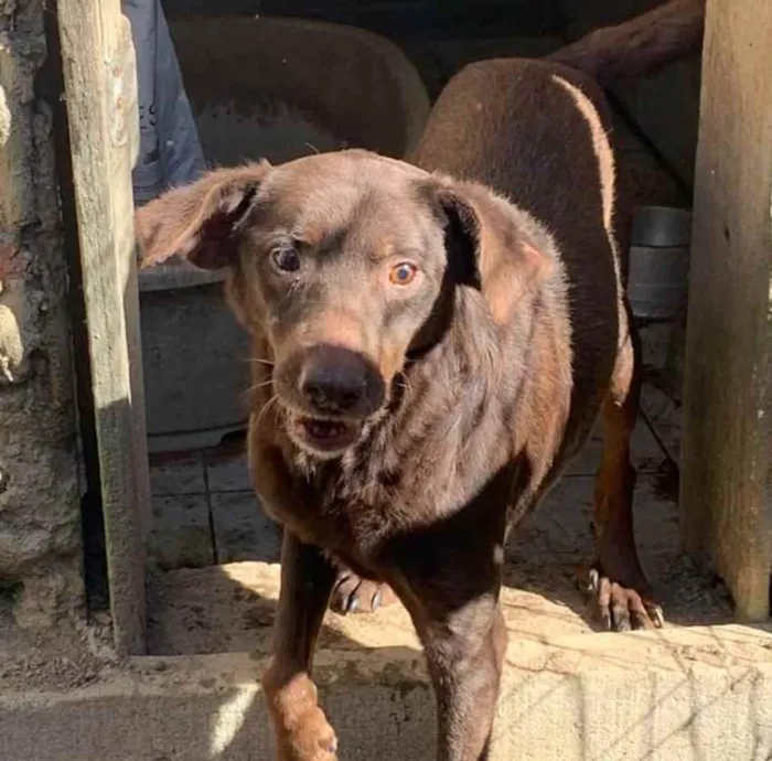 Cachorro ra a SRD idade 6 ou mais anos nome Chocotone