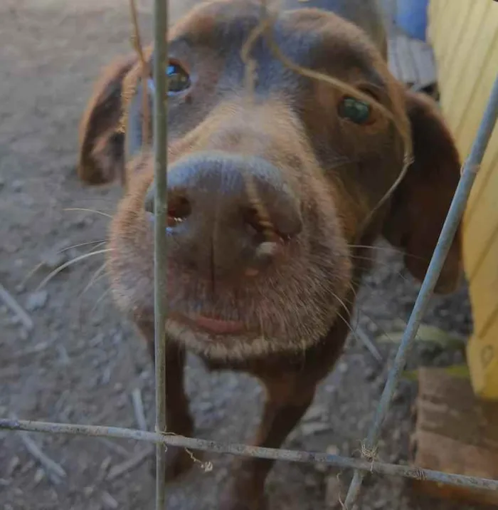 Cachorro ra a SRD idade 6 ou mais anos nome Chocotone