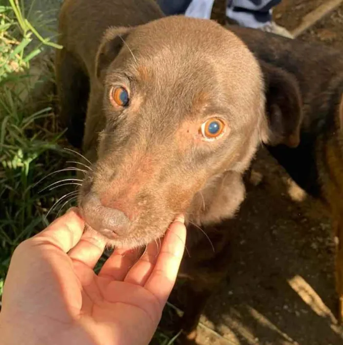 Cachorro ra a SRD idade 6 ou mais anos nome Chocotone