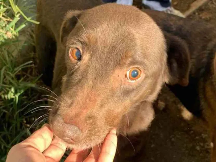 Cachorro ra a SRD idade 6 ou mais anos nome Chocotone