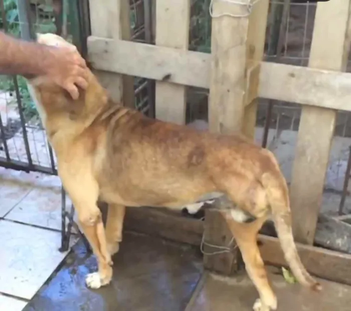 Cachorro ra a SRD idade 5 anos nome Anúbis