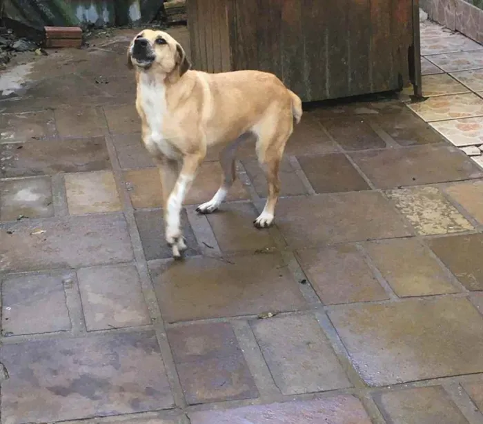 Cachorro ra a SRD idade 4 anos nome Estela