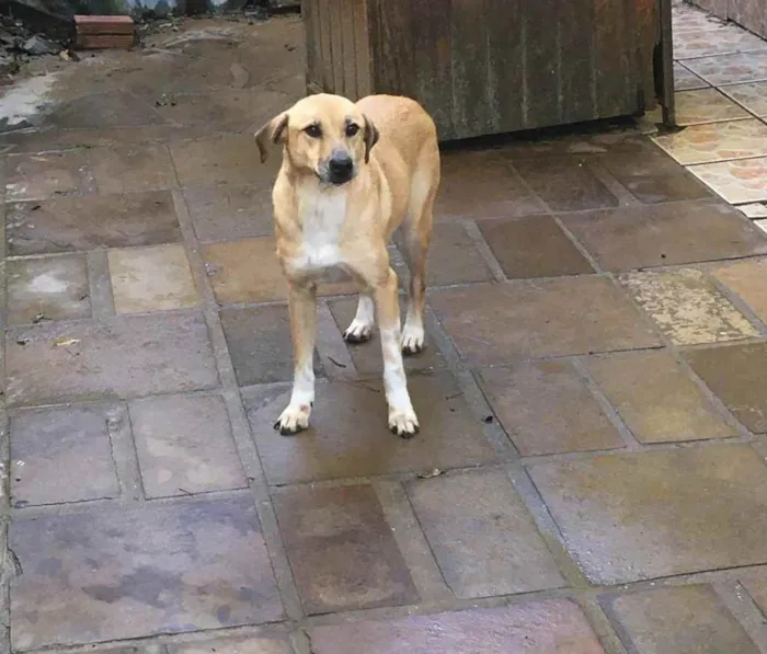 Cachorro ra a SRD idade 4 anos nome Estela