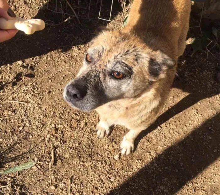 Cachorro ra a SRD idade 4 anos nome Mary Jane