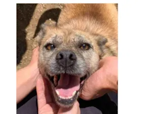 Cachorro raça SRD idade 4 anos nome Mary Jane