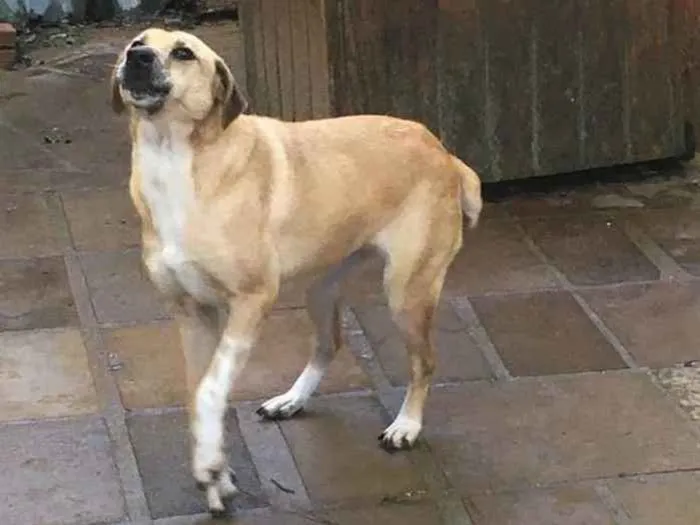 Cachorro ra a SRD idade 4 anos nome Estela