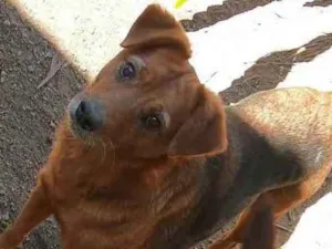 Cachorro raça SRD idade 5 anos nome Capinha