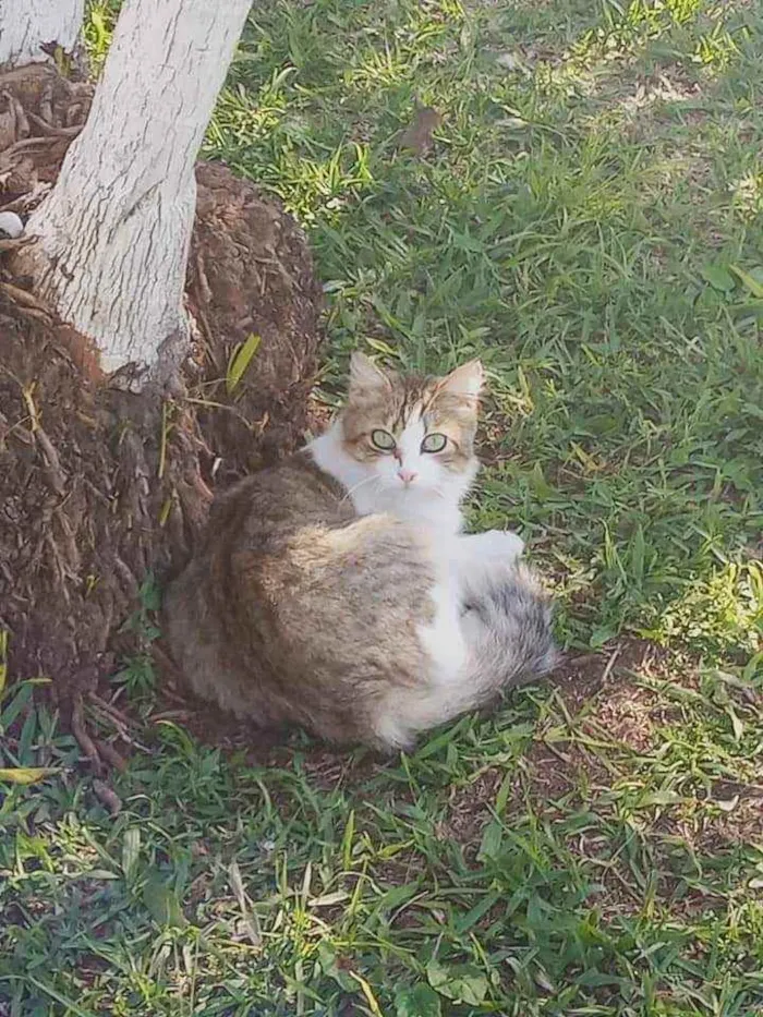 Gato ra a Srd idade 2 anos nome Melinda Gordon