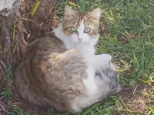 Gato raça Srd idade 2 anos nome Melinda Gordon