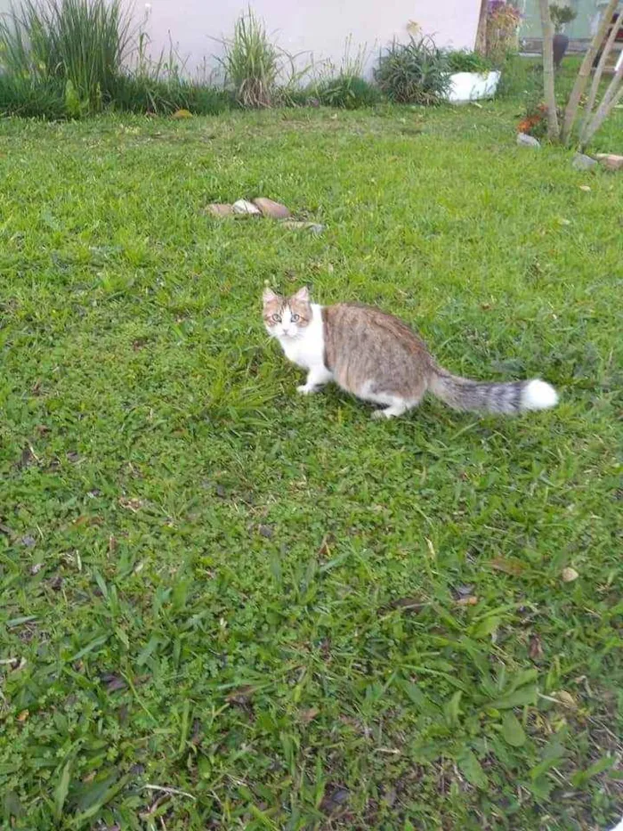 Gato ra a Srd idade 2 anos nome Melinda Gordon
