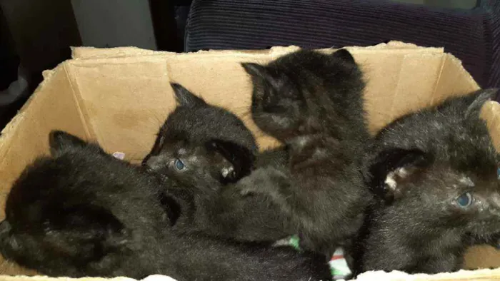 Gato raça Indefinida idade Abaixo de 2 meses nome Sem nome