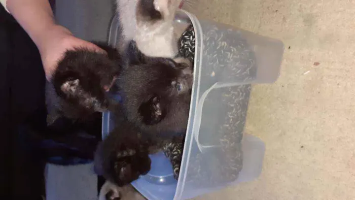 Gato raça Indefinida idade Abaixo de 2 meses nome Sem nome