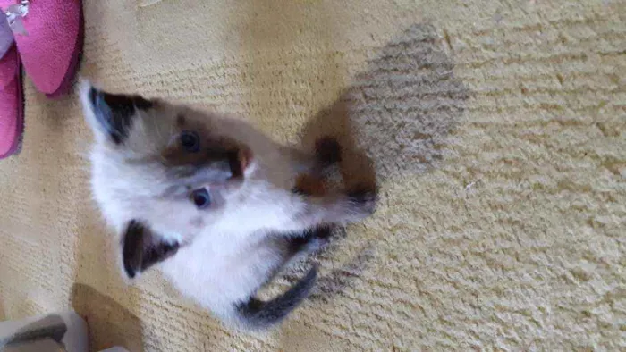 Gato raça Indefinida idade Abaixo de 2 meses nome Sem nome