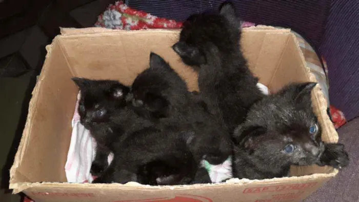 Gato raça Indefinida idade Abaixo de 2 meses nome Sem nome