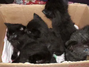 Gato raça Indefinida idade Abaixo de 2 meses nome Sem nome
