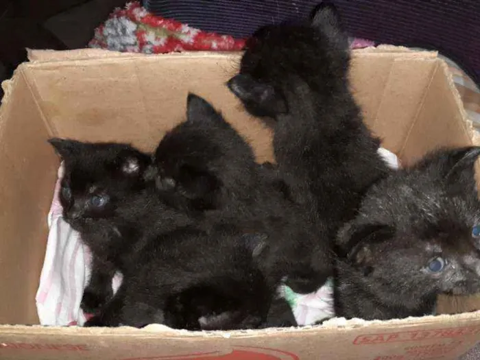 Gato raça Indefinida idade Abaixo de 2 meses nome Sem nome